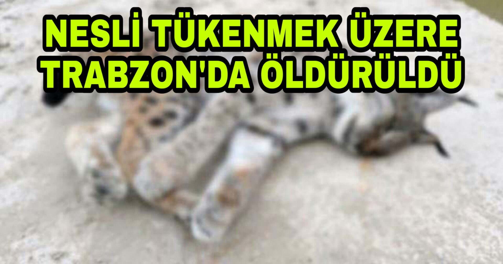 PicsArt_03-11-05.13.42