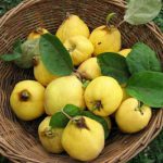 ayva-yapragi-cayi-bal-sifa