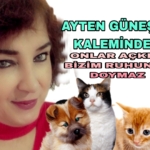 Picsart_22-08-24_11-51-26-681