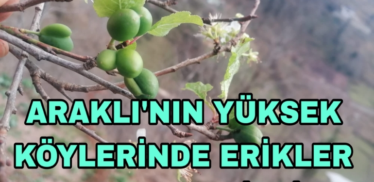 Araklı’nın Köylerinde Erik Bolluğu